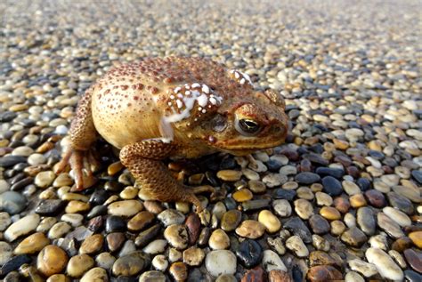 More precisely, the main defence system of the <strong>toad</strong> are a pair of glands that produce a poison that is said to be strong enough to. . Where to buy toad venom to smoke